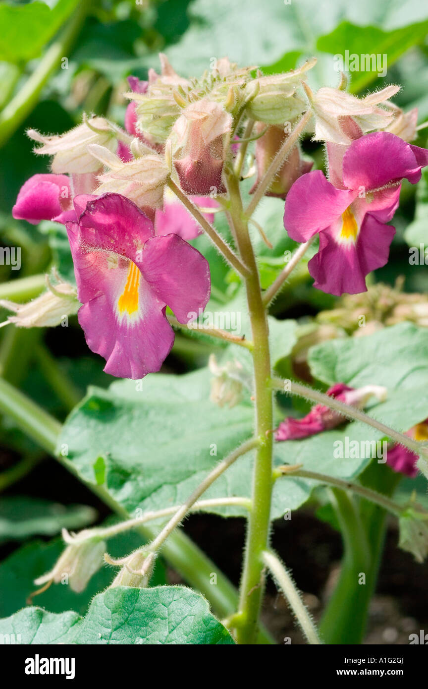 Pink yellow flowers of Devil s Claw or Ram s Horn plant Pedaliaceae