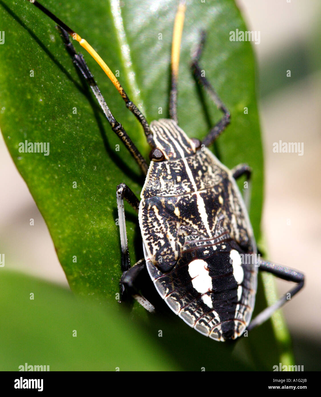 Banded Tree Bug Gum tree bug hi-res stock photography and images - Alamy
