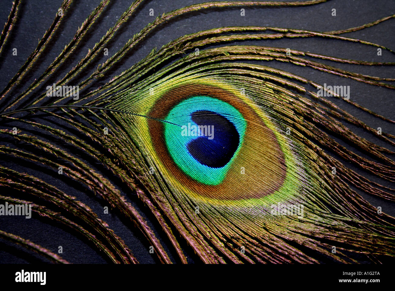 CLOSE UP OF THE EYE OF A PEACOCK FEATHER BLACK BACKGROUND Stock Photo ...