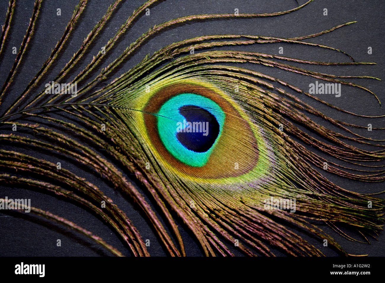 CLOSE UP OF THE EYE OF A PEACOCK FEATHER BLACK BACKGROUND Stock Photo -  Alamy