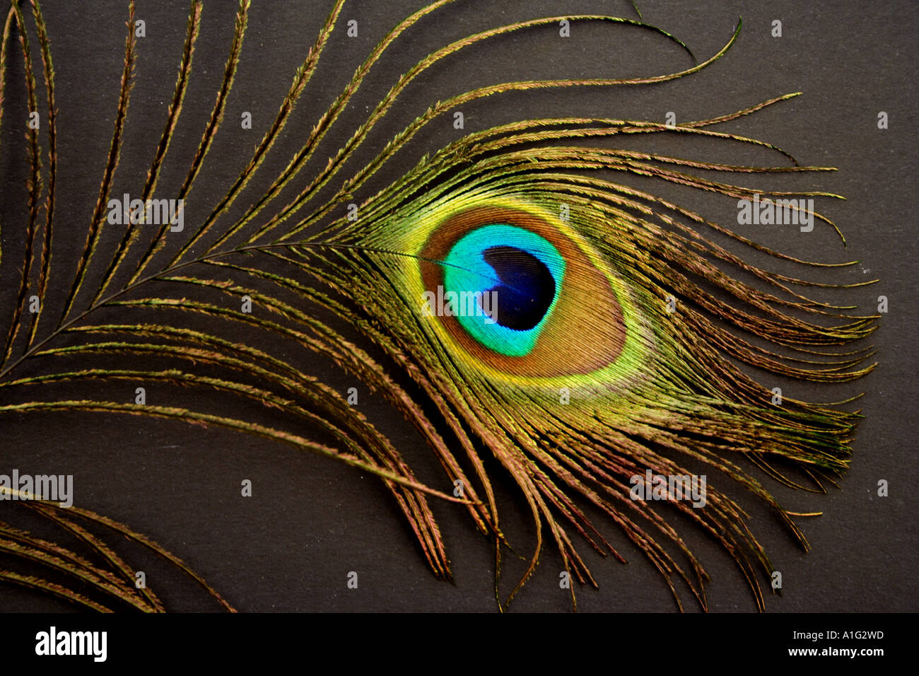 CLOSE UP OF THE EYE OF A PEACOCK FEATHER BLACK BACKGROUND Stock Photo -  Alamy