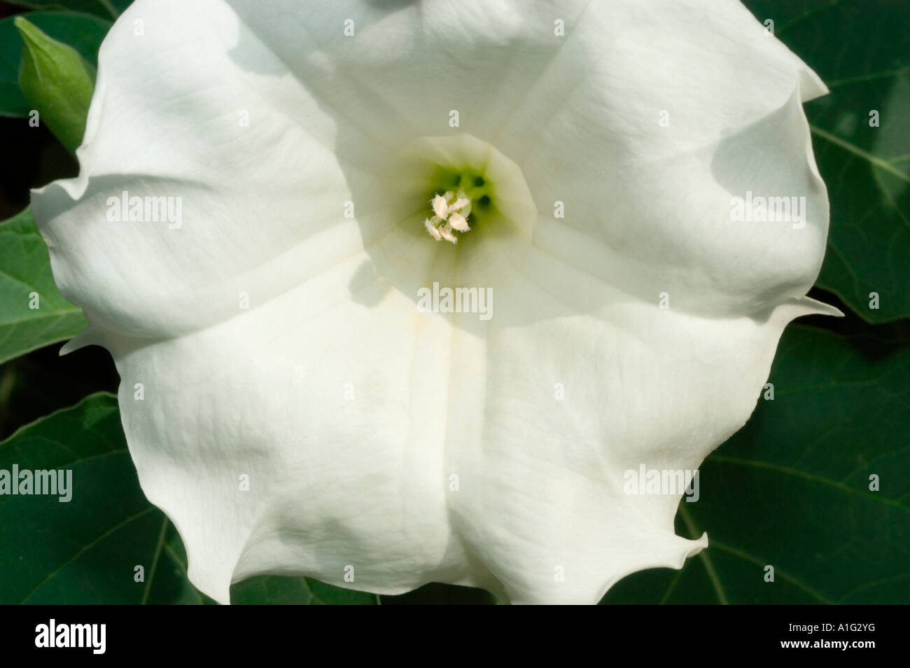 Chamico White flower close up of Datura stramonium Stock Photo - Alamy