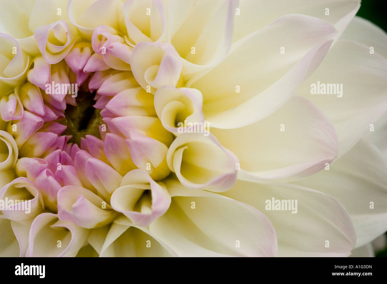 Pink dahlia dahlia with white tips hi-res stock photography and images ...