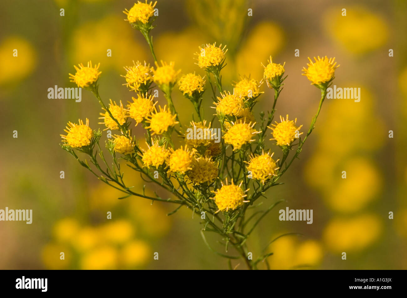 Yellow flowers of Goldilocks Aster linosyris Asteraceae Linosyris vulgaris Stock Photo