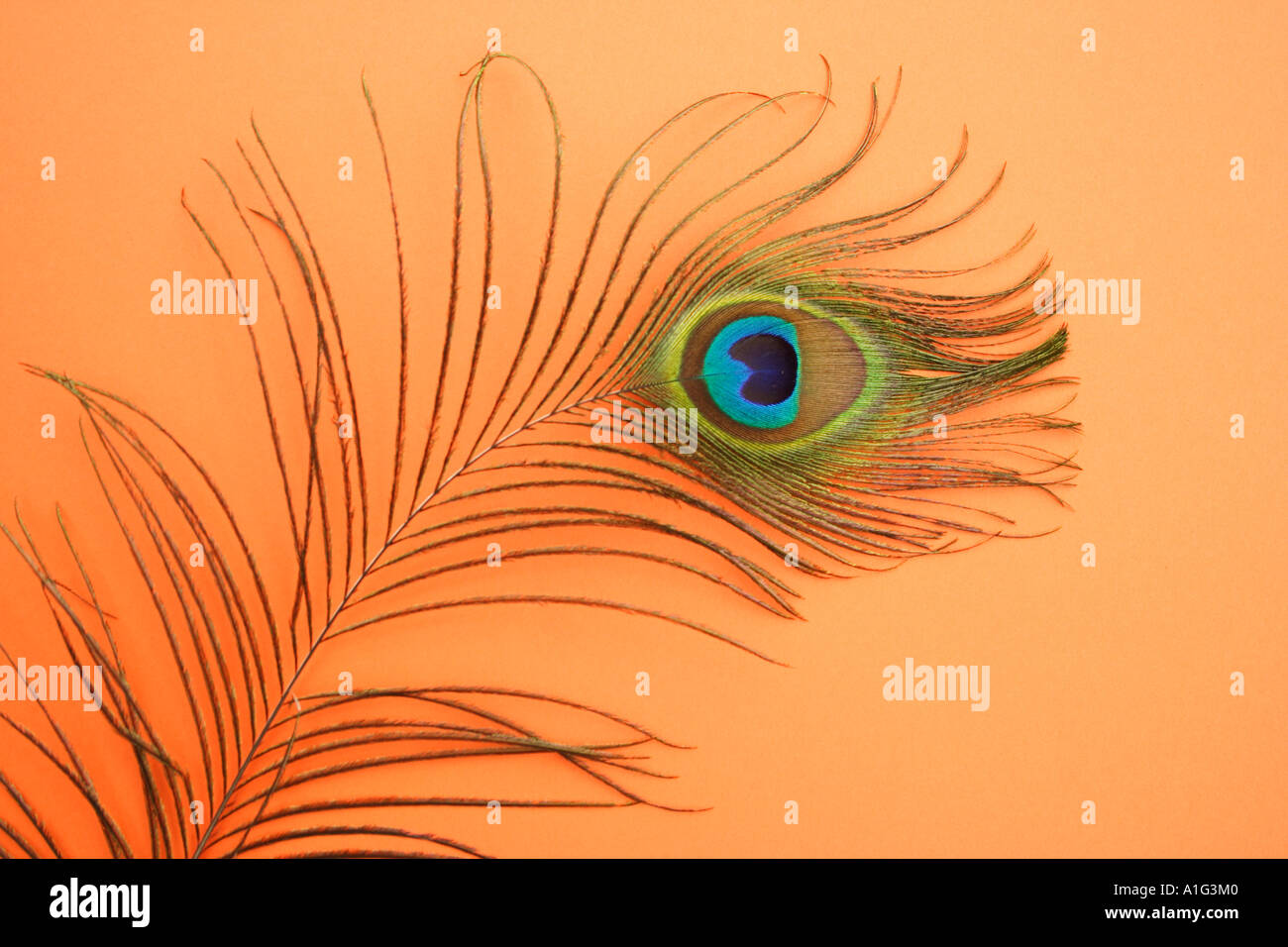 CLOSE UP OF A PEACOCK FEATHER ORANGE BACKGROUND Stock Photo - Alamy