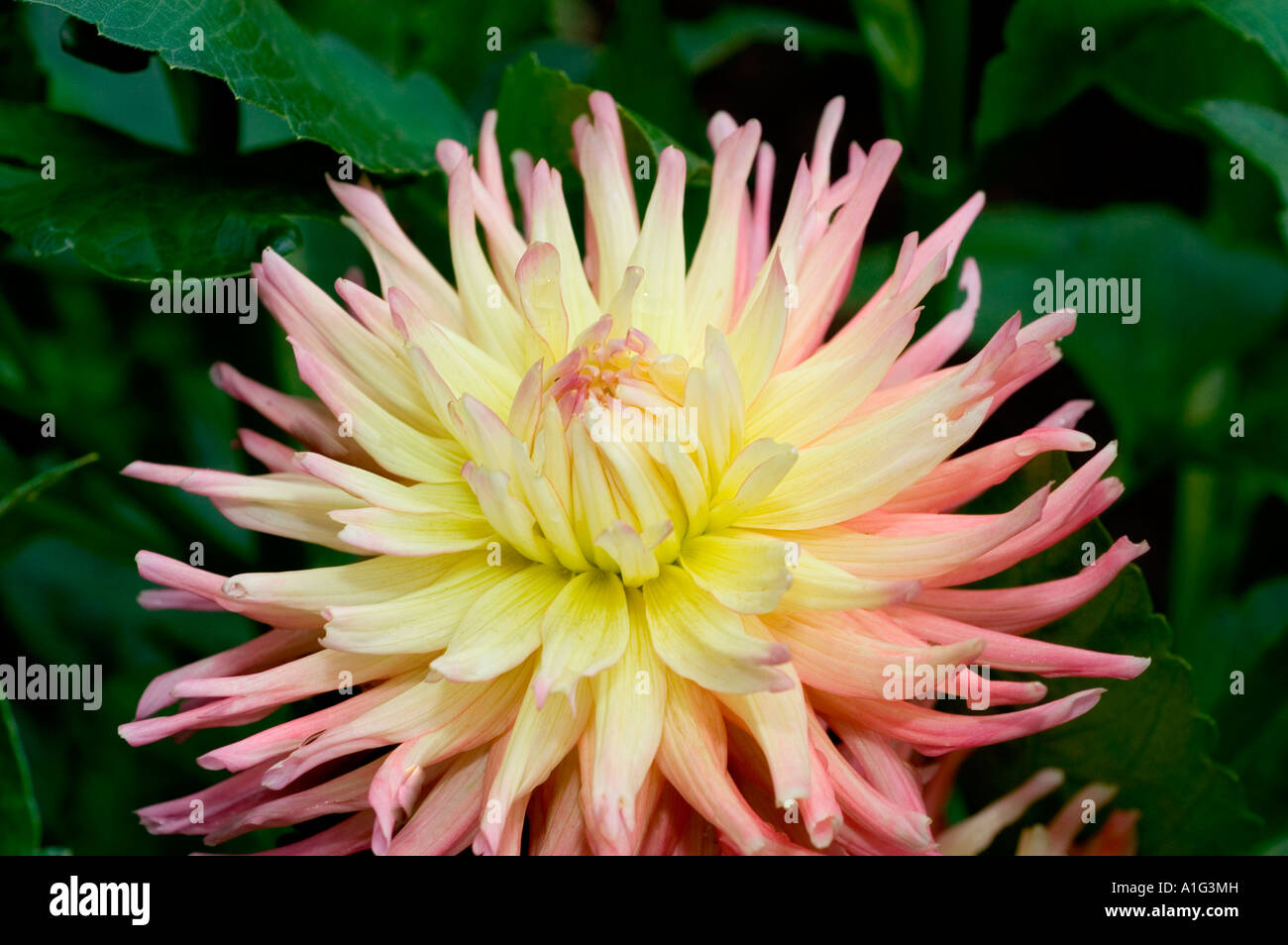 Lush pink dahlia flower hi-res stock photography and images - Alamy