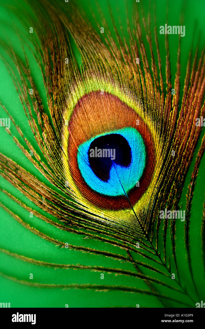CLOSE UP OF A PEACOCK FEATHER GREEN BACKGROUND Stock Photo - Alamy