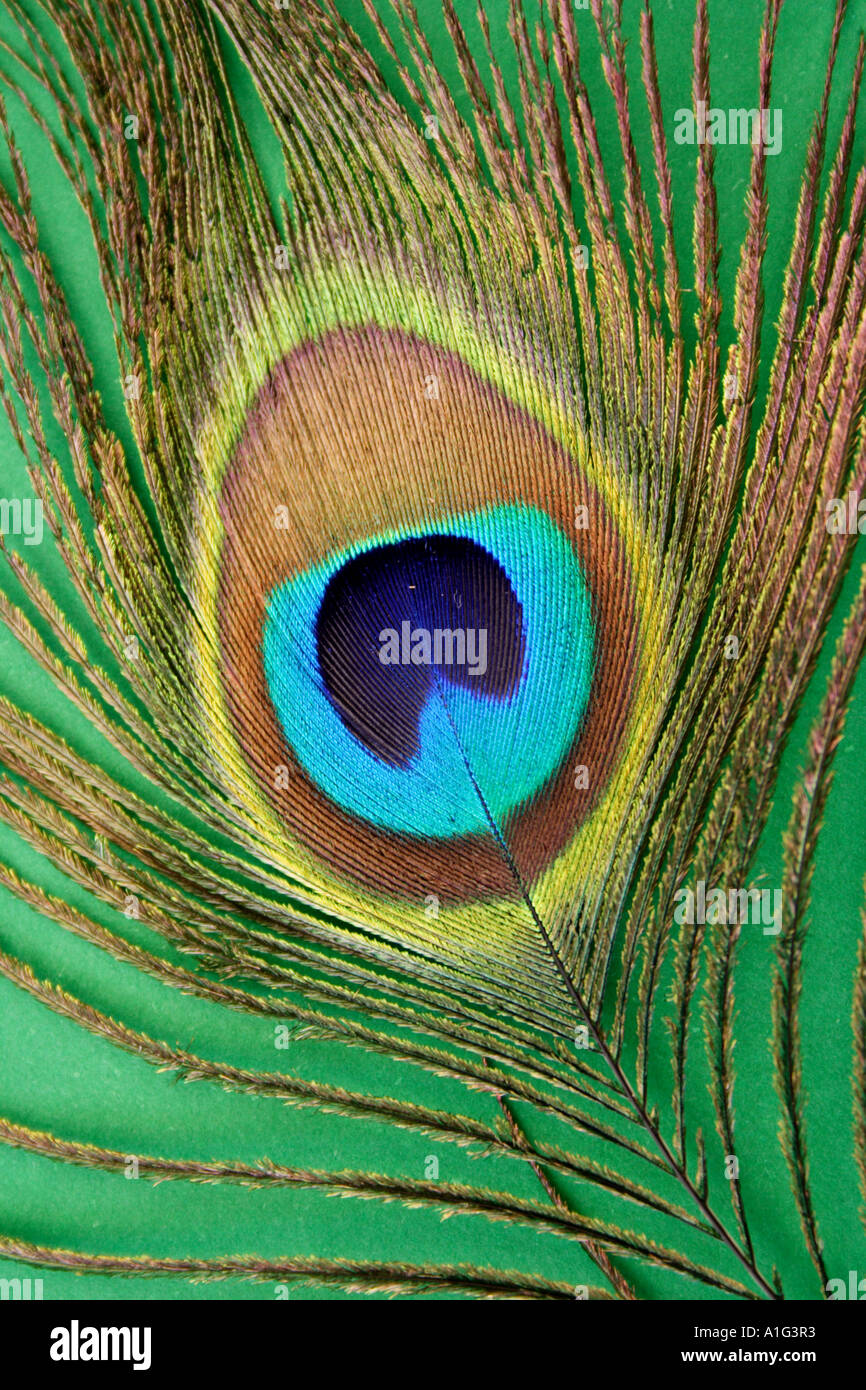CLOSE UP OF A PEACOCK FEATHER GREEN BACKGROUND Stock Photo - Alamy