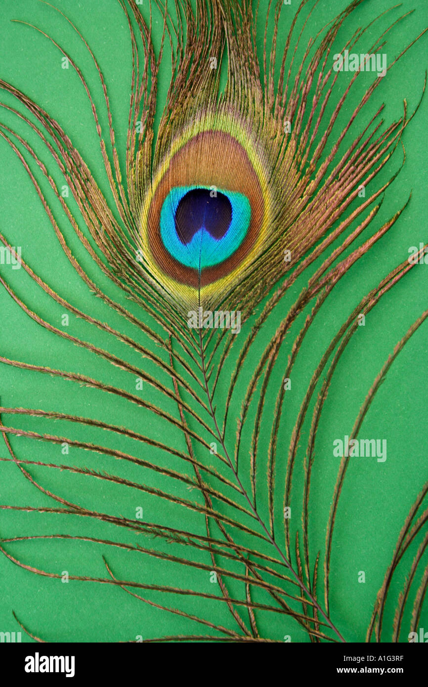 CLOSE UP OF A PEACOCK FEATHER GREEN BACKGROUND Stock Photo - Alamy