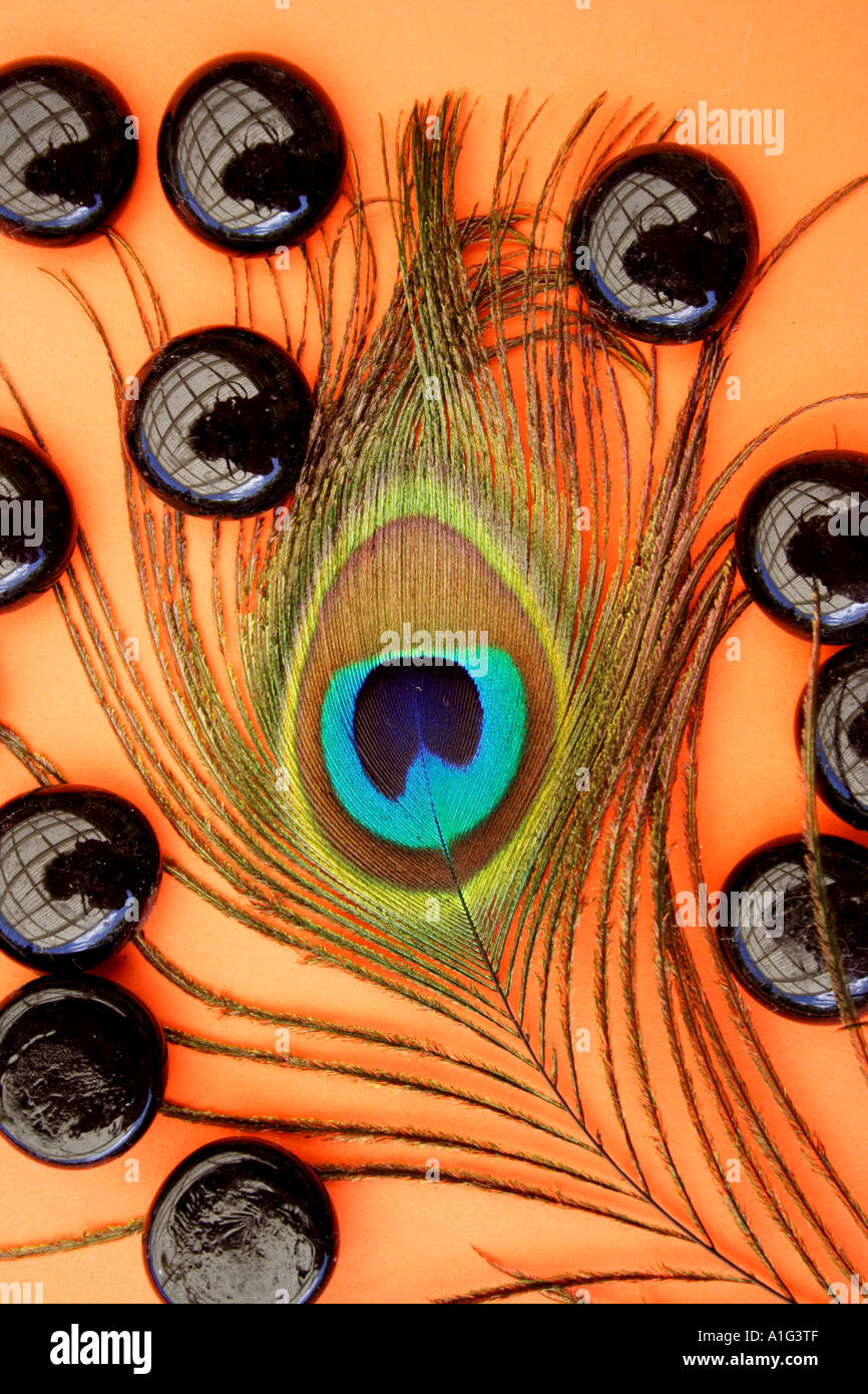 CLOSE UP OF A PEACOCK FEATHER ORANGE BACKGROUND Stock Photo - Alamy