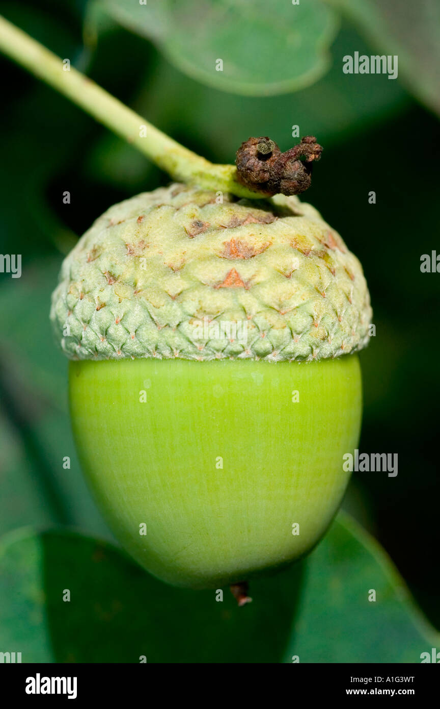 Acorn nut close up English Pedunculate Oak Quercus robur Stock Photo