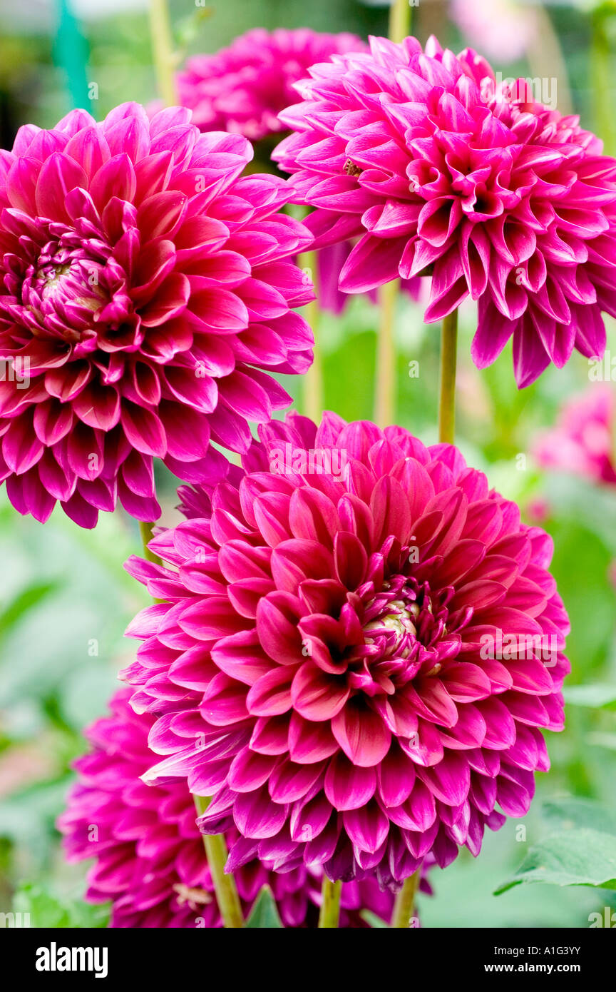 Deep red violet pink dahlia flowers Stock Photo