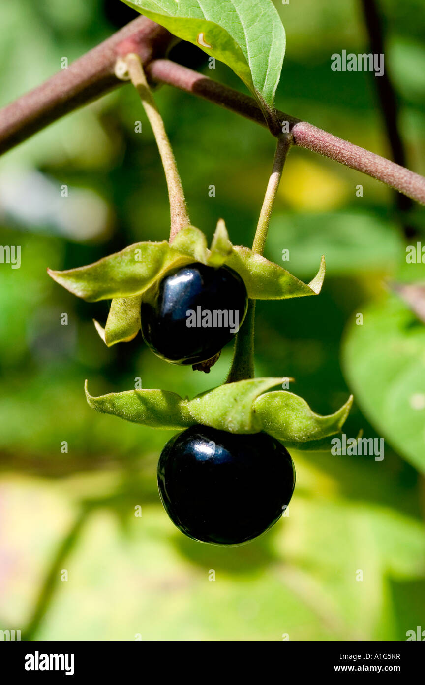 Black Deadly Nightshade berries on branch SOLANACEAE Atropa Belladonna