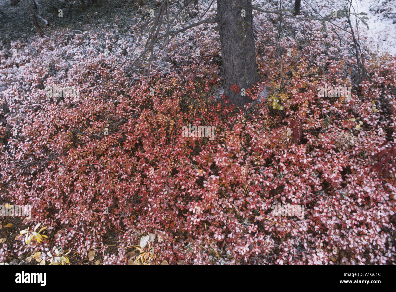 Frost on Tundra Blueberry Bush Denali NP AK Winter Stock Photo Alamy