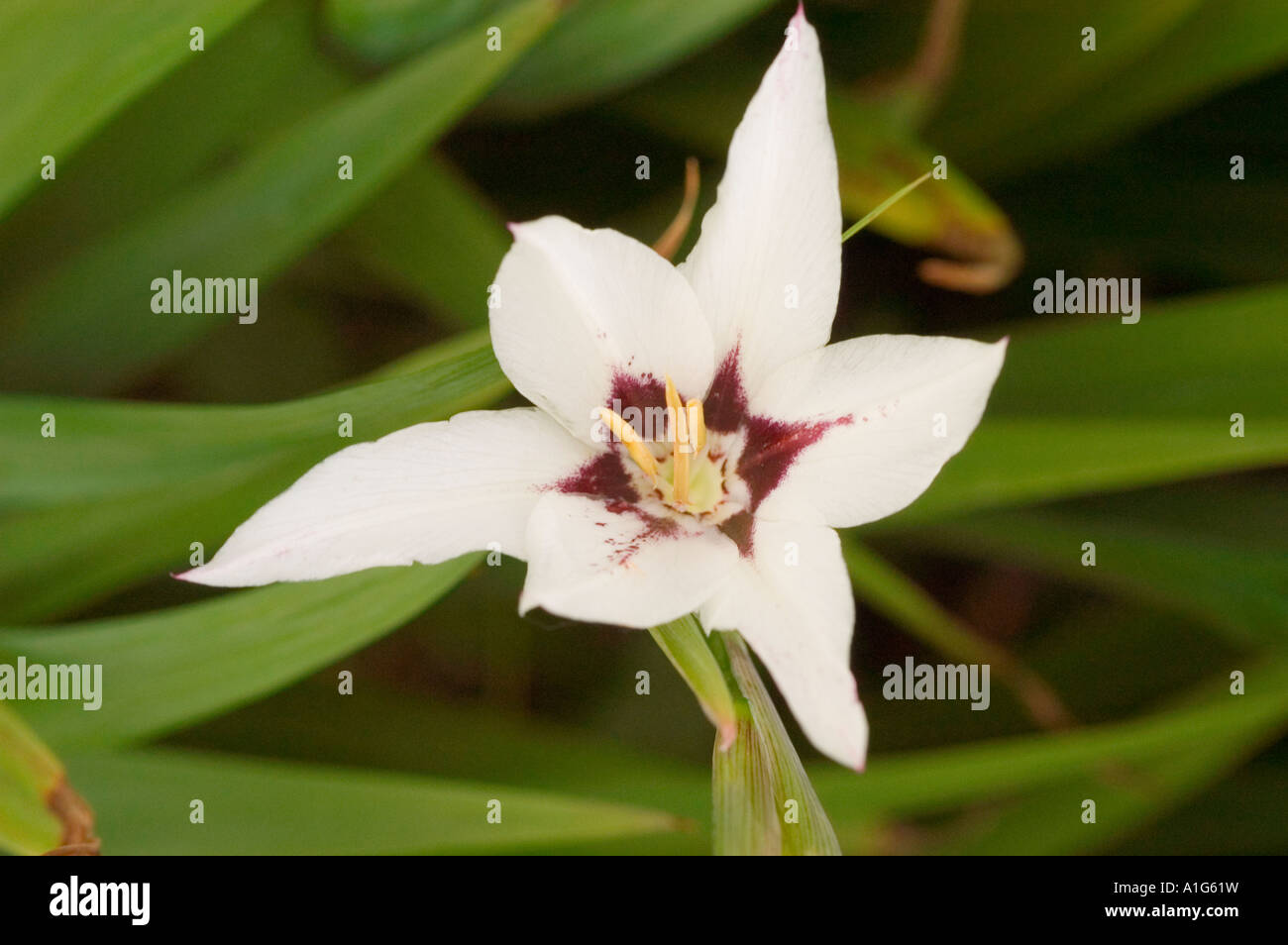 White flower of Acidanthera Iridaceae Gladiolus callianthus syn Acidanthera bicolor Africa Stock Photo