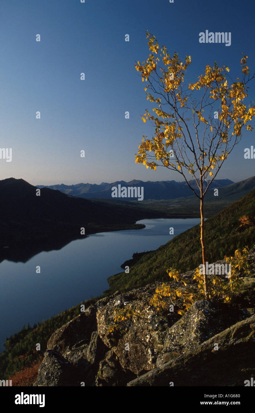 Aspen Tree Selby Lake Brooks Range Fall AK Gates of the Arctic NP Arctic scenic Stock Photo