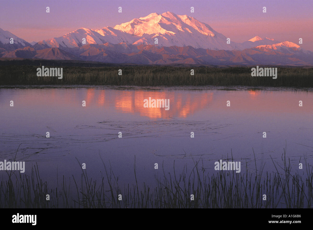Mt McKinley Relfected in Tundra Pond Denali NP AK Stock Photo