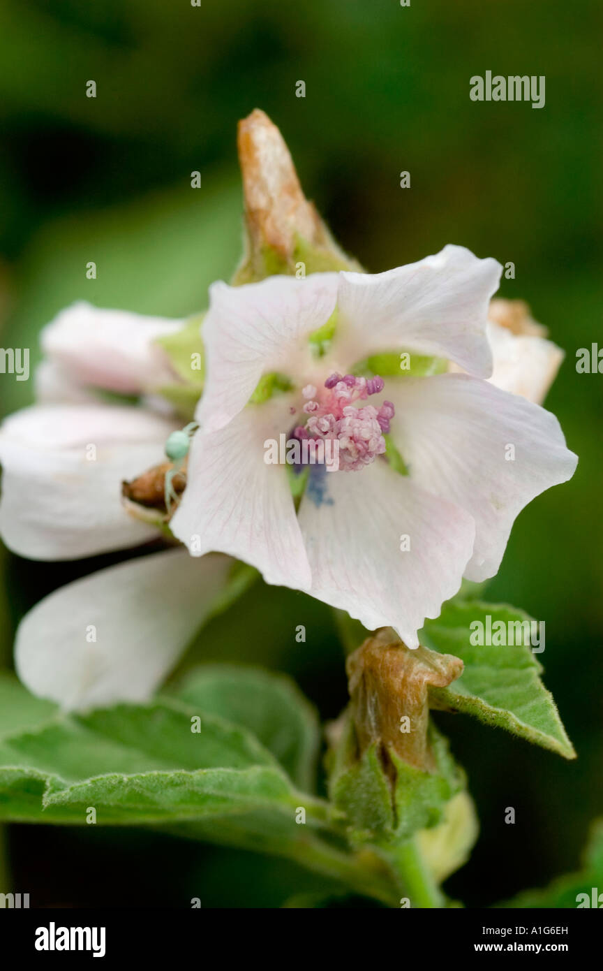 White flowers of Medicinal plant common marshmallow Malvaceae Althaea