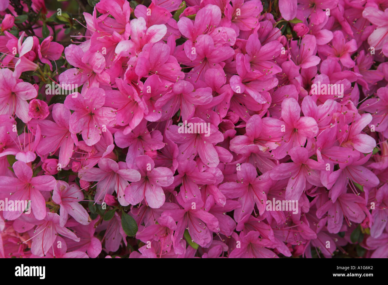 Rhododendron flowers Stock Photo