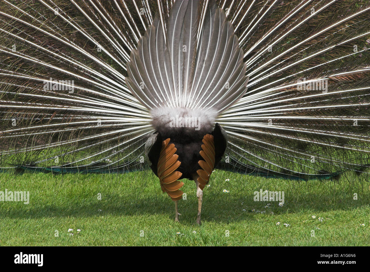 Displaying Peacock showing feathers from rear Stock Photo