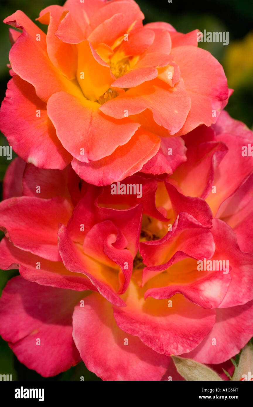 Vibrant close up of a red orange rose flower blooming in a garden ...