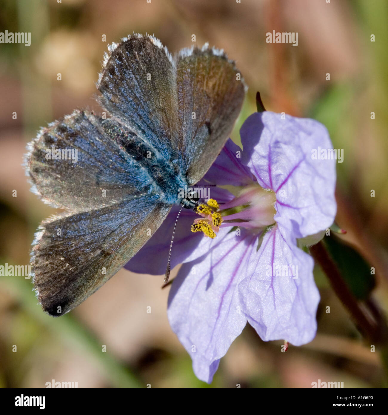 springtime for butterflies Stock Photo - Alamy