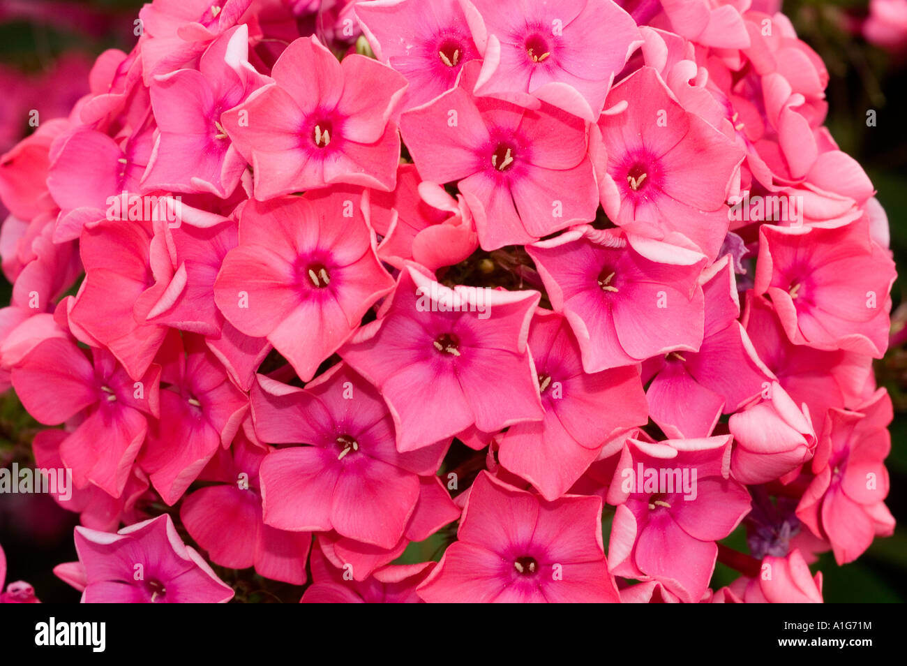 Pink phlox flowers paniculata hi-res stock photography and images - Alamy