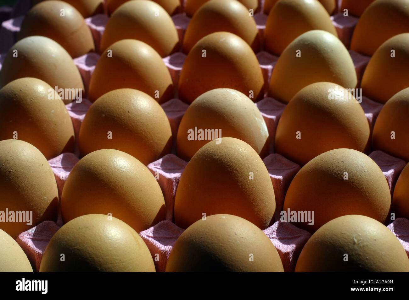 carton of eggs Stock Photo Alamy