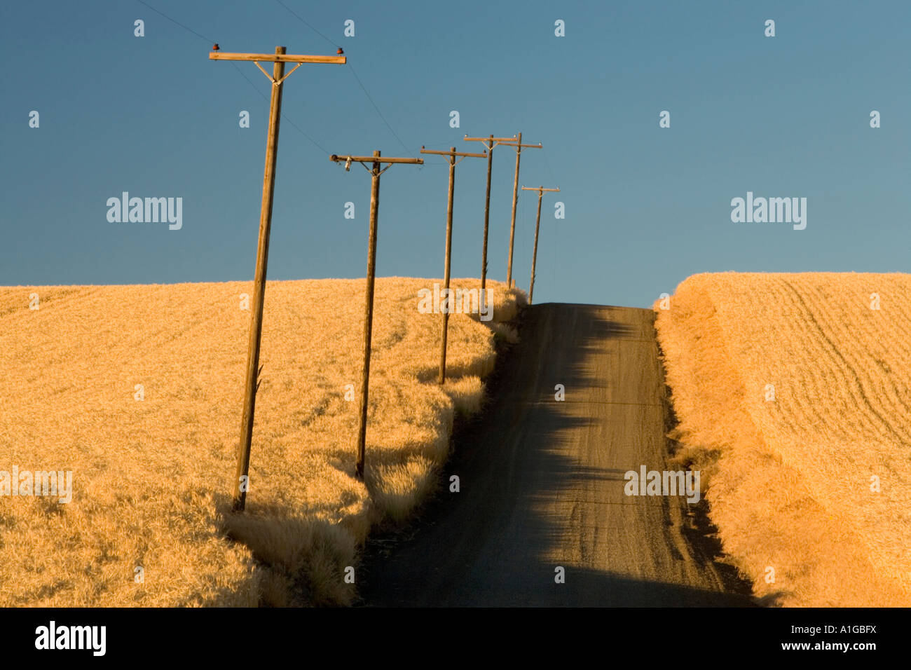 Power poles along country road, leading uphill, mature wheat fields,  Oregon Stock Photo