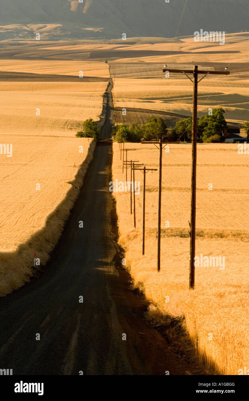Power poles leading downhill along country road, mature wheat fields. Stock Photo