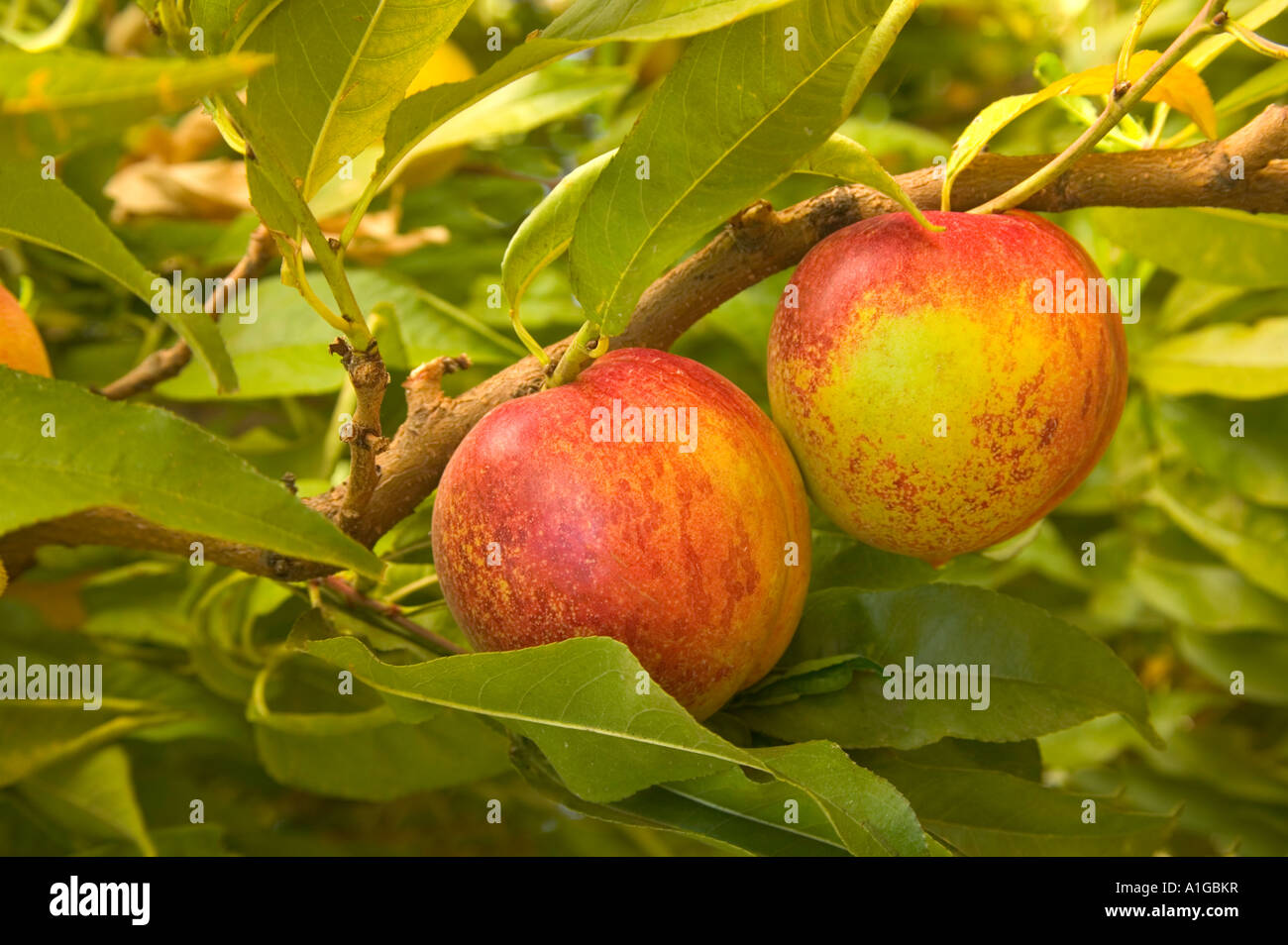 Nectarines 'August Red'  on branch, Stock Photo