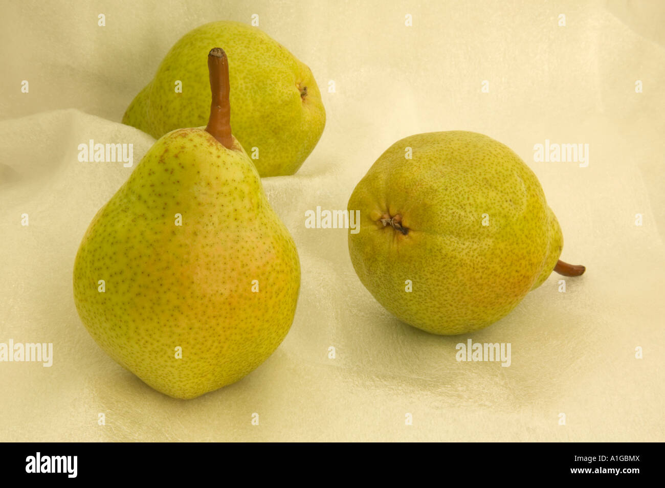 Harvested 'Bartlett' Pears Stock Photo Alamy