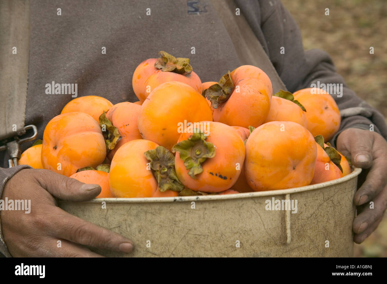 Hands holding bucket with harvested persimmons. Stock Photo