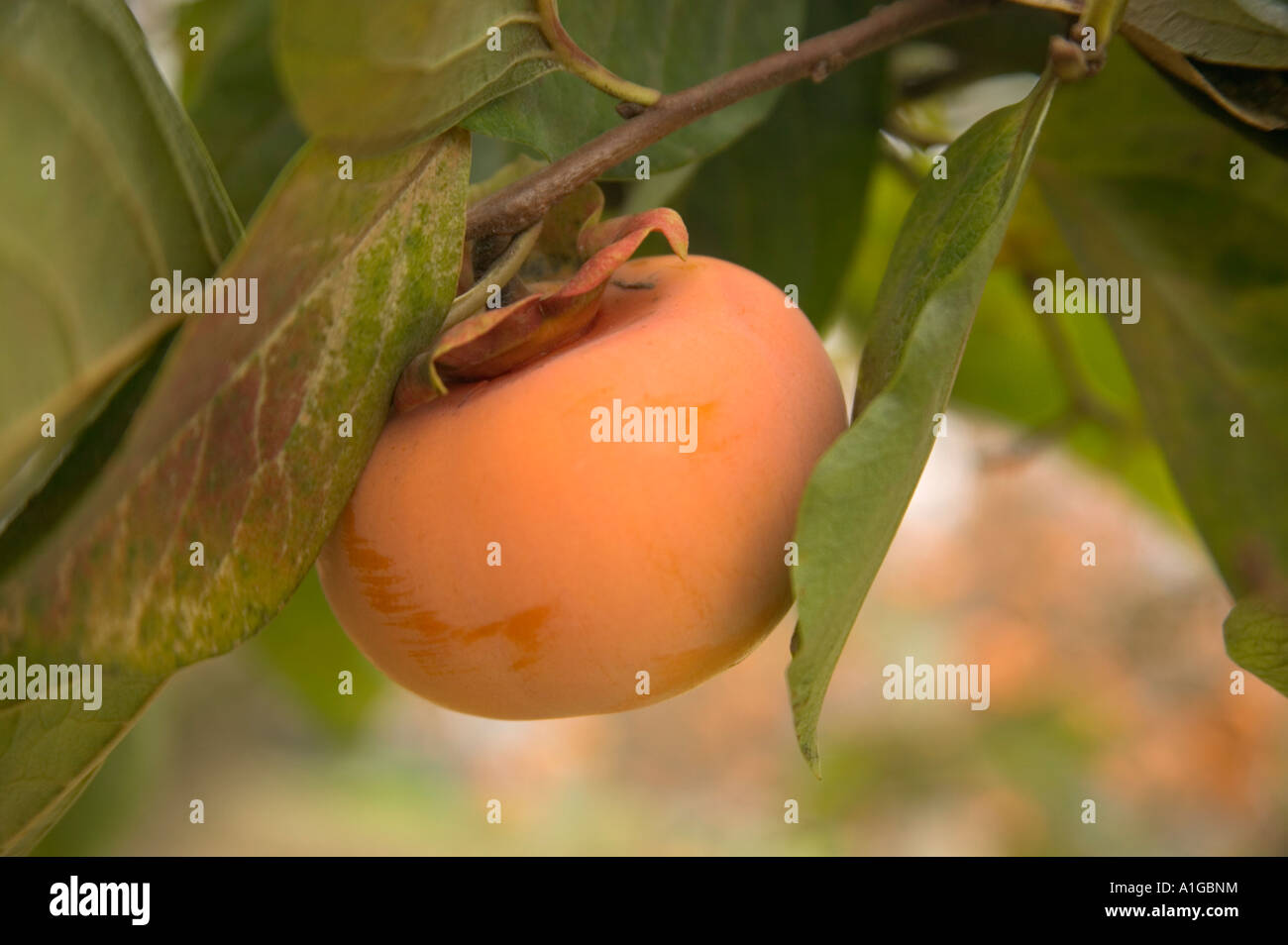 Ripe Persimmons 'Fuyu' on branch, Stock Photo