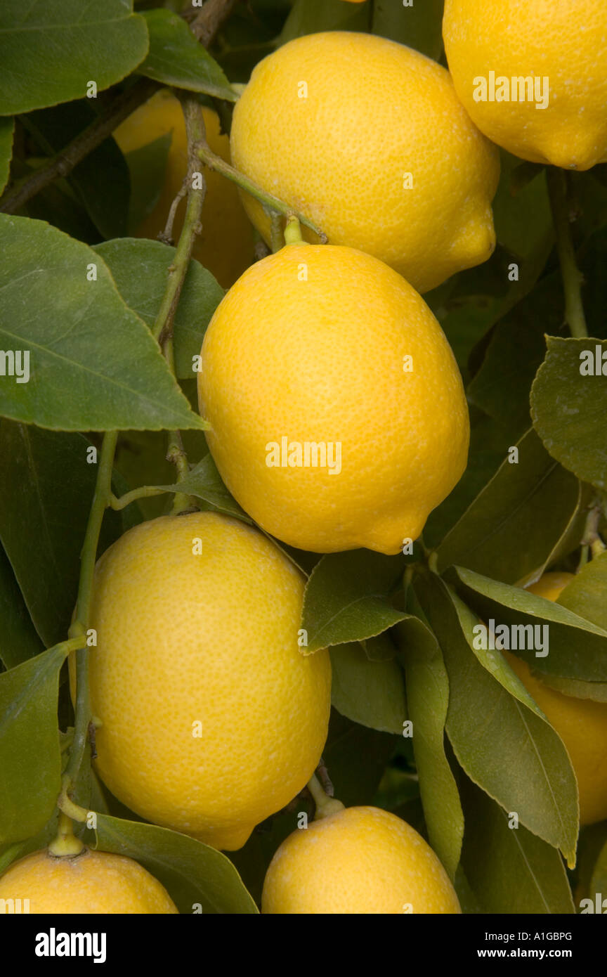 Lemons on branch, Stock Photo