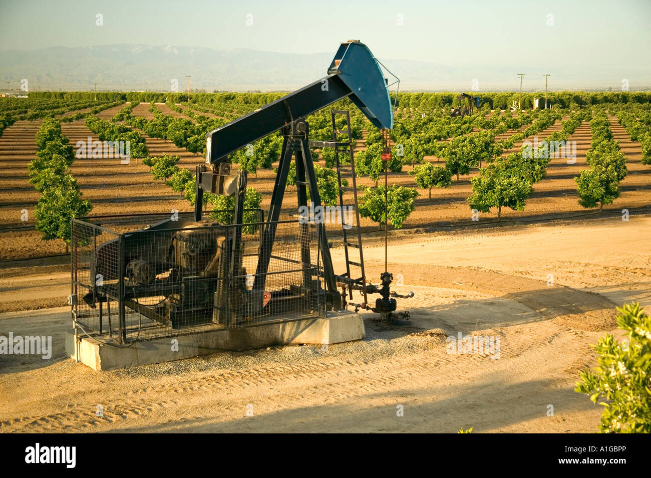 Nodding donkey oil pump operating in citrus orchard, Stock Photo
