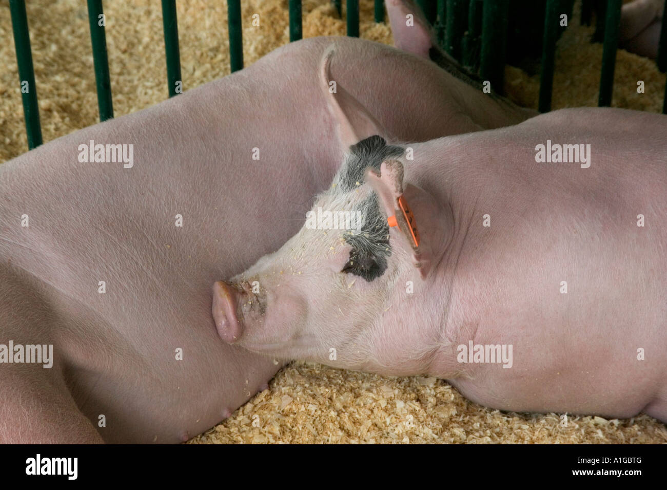 Two hogs taking a break, Stock Photo