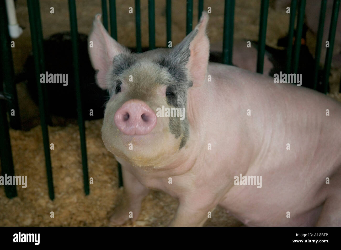 Attentive Hog, Calaveras County Fair. Stock Photo