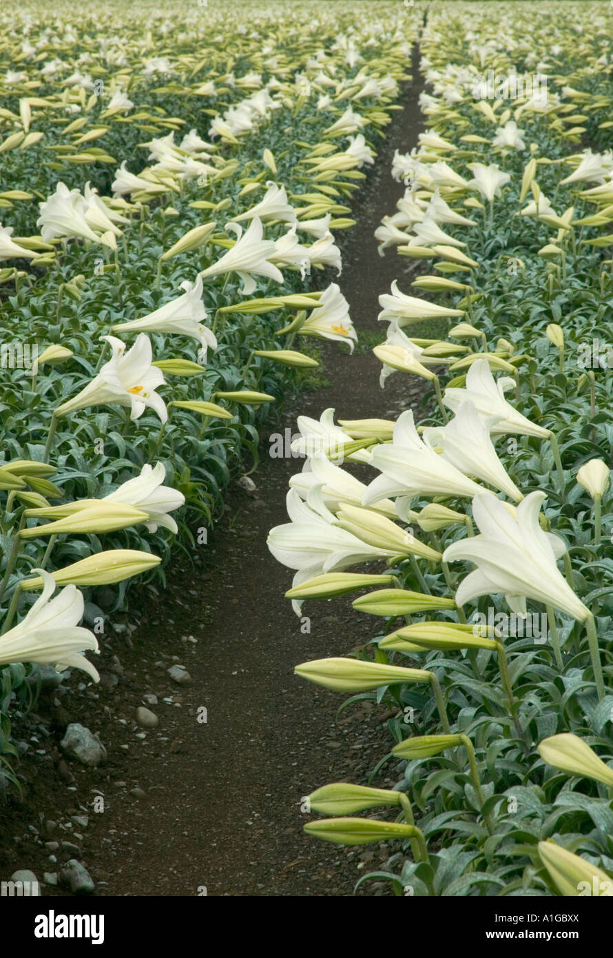 White easter lilies field hires stock photography and images Alamy