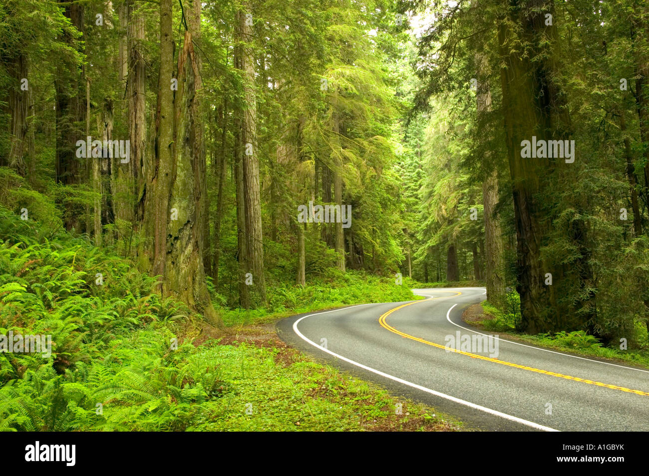 Highway curve on State Highway 199, Redwood Forest Stock Photo