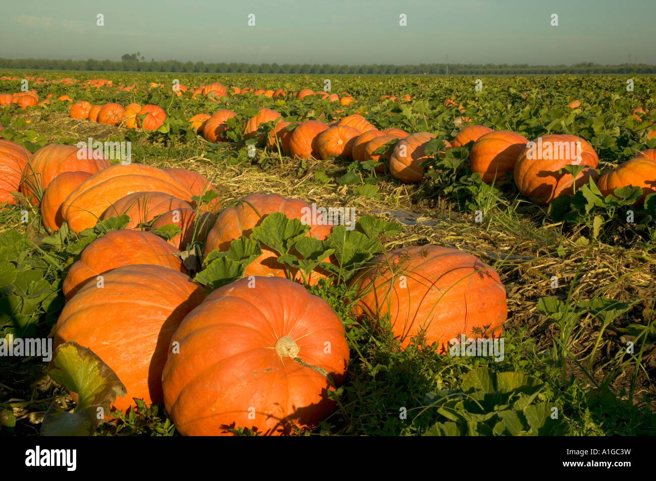 Pumpkins  'Big Max'  variety piled for harvest, Stock Photo