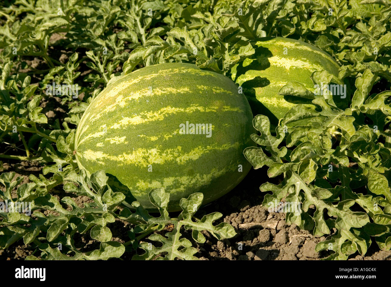 Growing melons in the open field: the choice of varieties, planting and care 14 Growing melons in the open field: the choice of varieties, planting and care 60