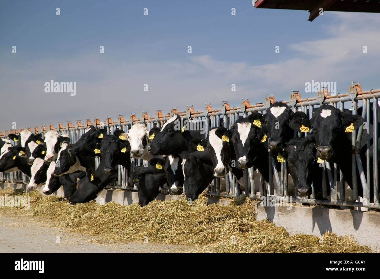 Holstein Dairy Cows feeding, California Stock Photo - Alamy