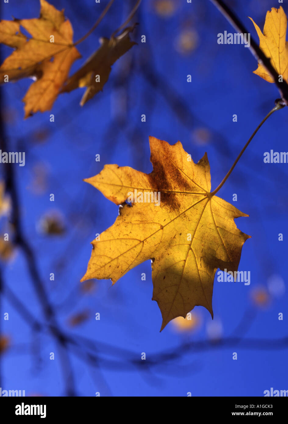 Autumn maple against blue sky hi-res stock photography and images - Alamy