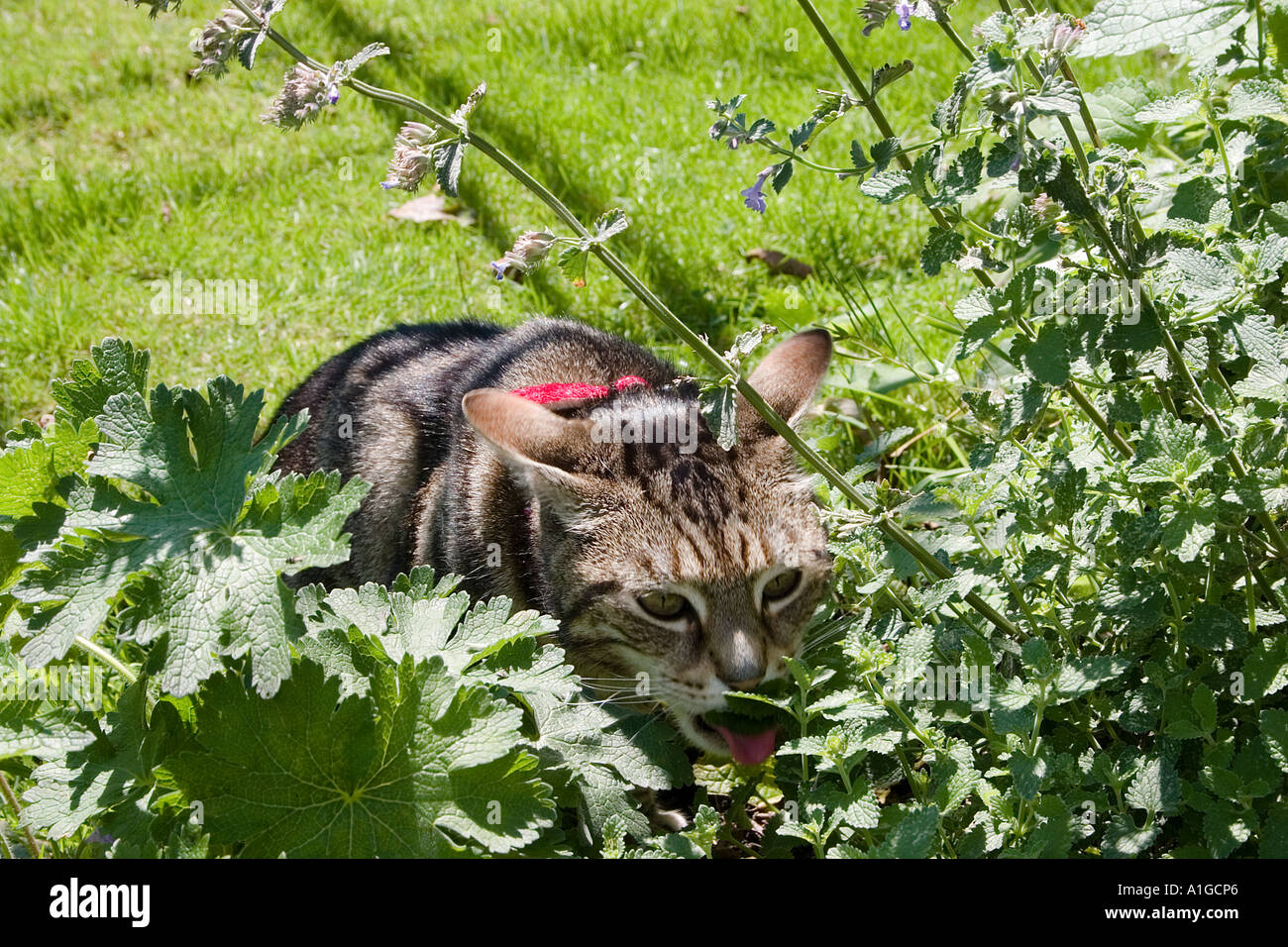 Cat mint hi-res stock photography and images - Page 3 - Alamy