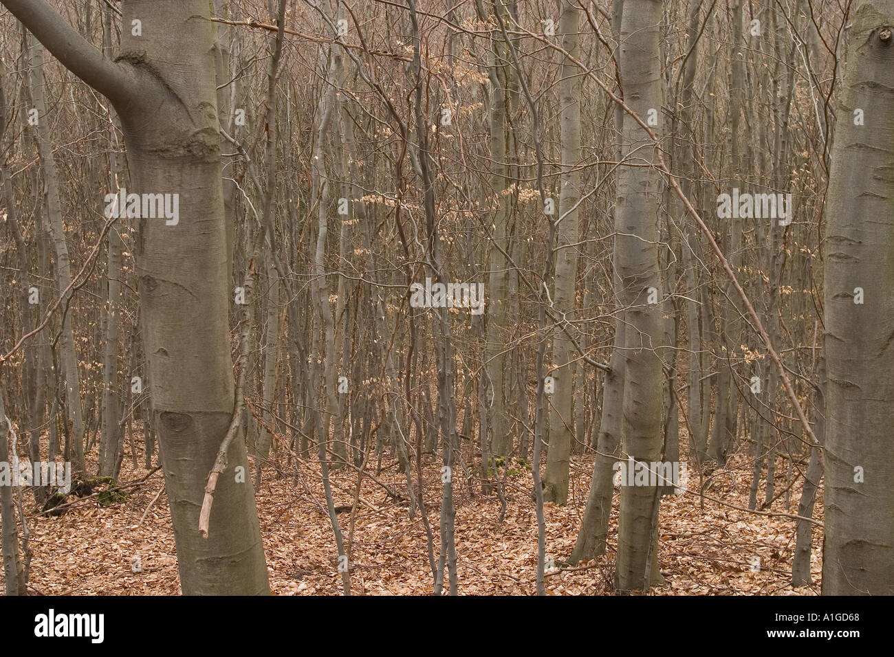 Interlaced root pattern hi-res stock photography and images - Alamy
