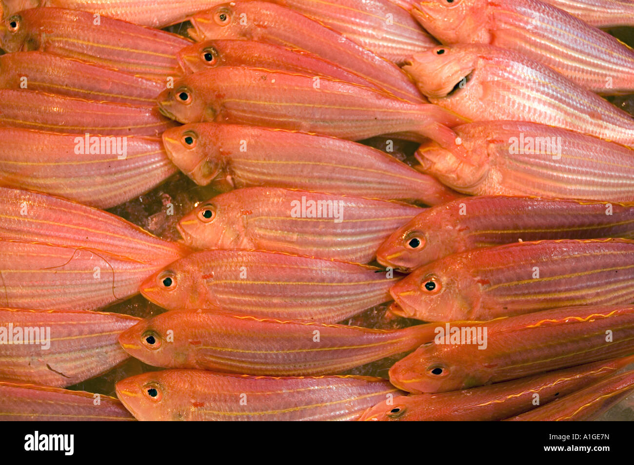 Stock photograph of fish in the street markets in Wan Chai area of Hong ...