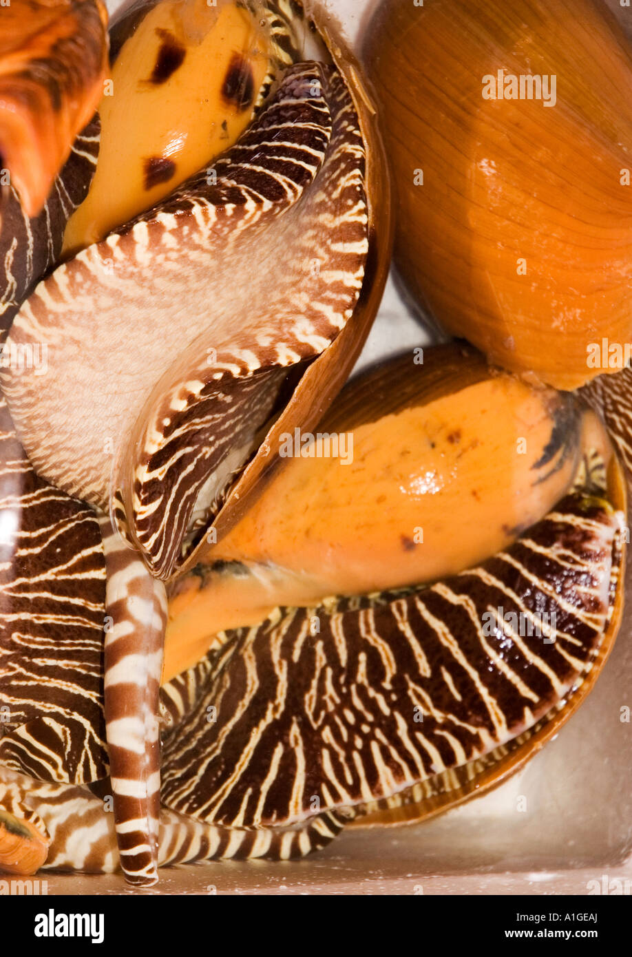 Stock photograph of large baler shellfish in a street market on Hong ...