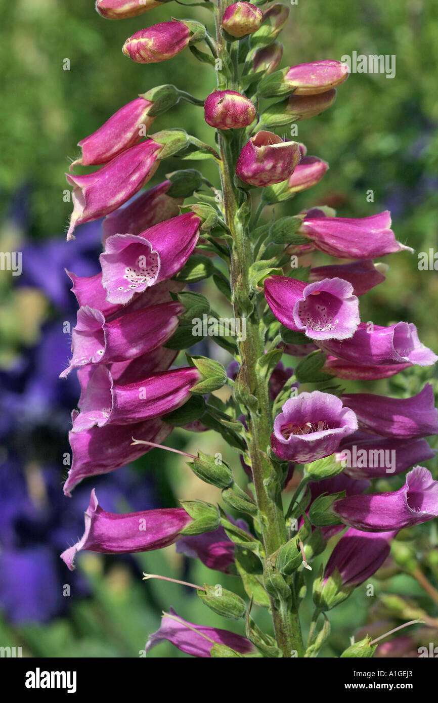 Foxglove Digitalis purpurea Scrophulariaceae Stock Photo