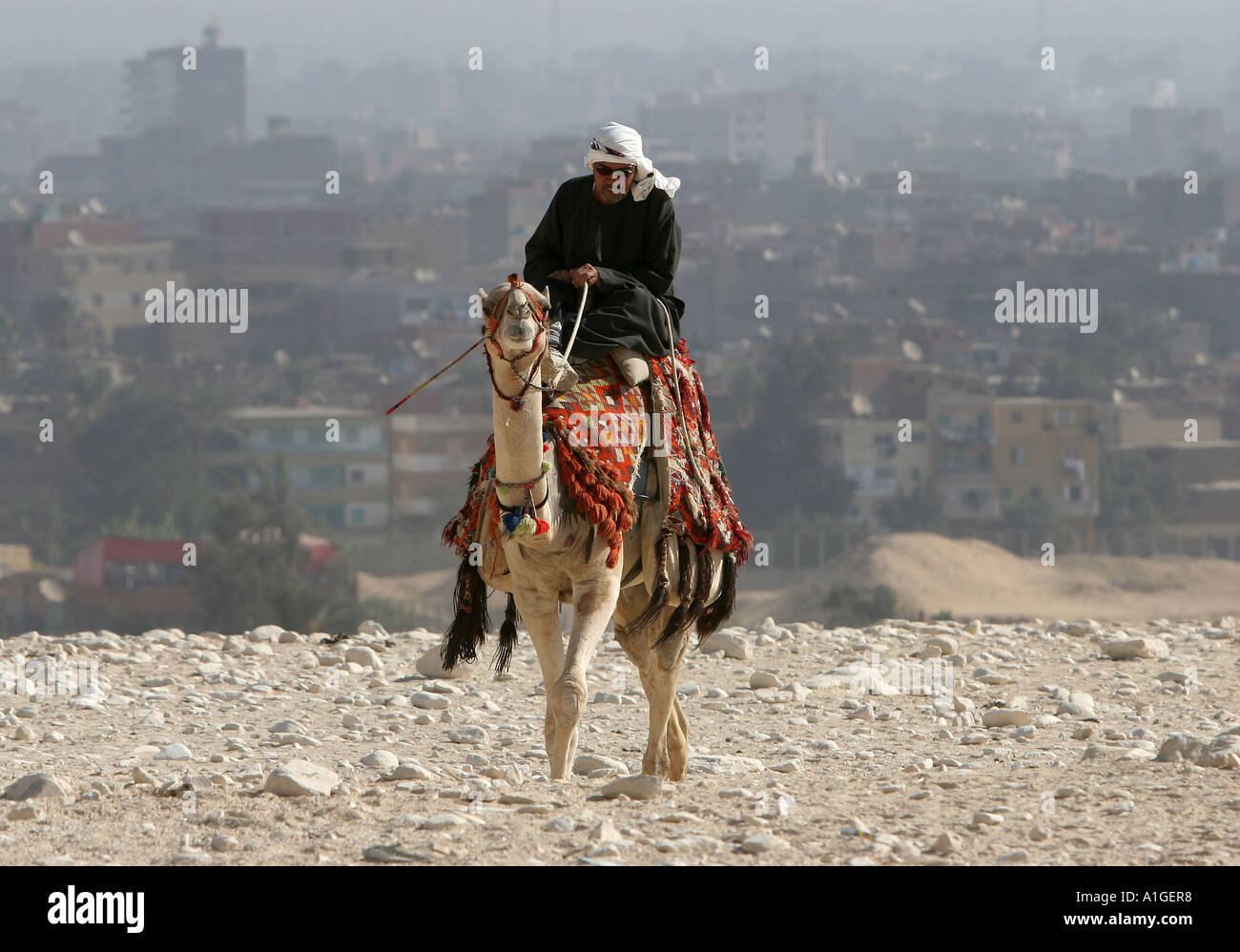 A camel rider rides on the outskirts of Cairo Egypt Stock Photo - Alamy